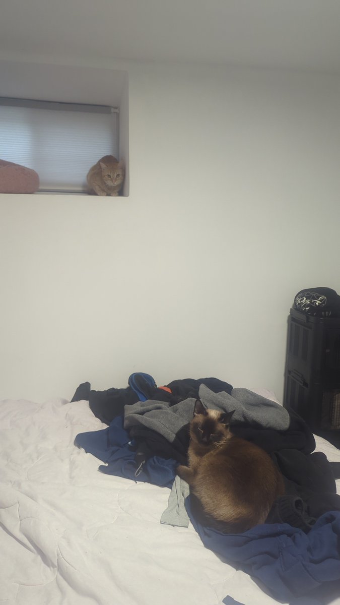 priscisoto99's tweet photo. My girls are mad at me because I brought a boy cat home https://t.co/3yrPFcbfOr