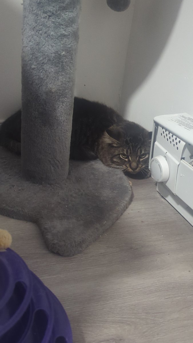 priscisoto99's tweet photo. My girls are mad at me because I brought a boy cat home https://t.co/3yrPFcbfOr