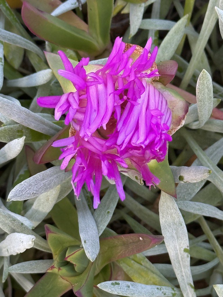 red_wolf's tweet photo. Pink Pig Face (Mesembryanthemum) opening / #RedWolf https://t.co/l9hB0eOau9 #photography #garden #plant #flower #pink #green #mesembryanthemum #succulent https://t.co/ixKF1sITVm