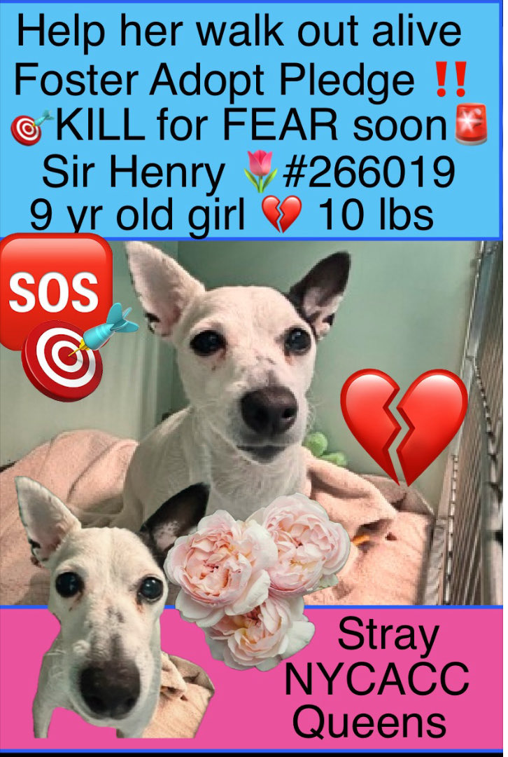magalys_rios's tweet photo. New 🎥
HELP HER WALK OUT ALIVE 🎯KILL FOR FEAR BEHAVIOR ‼️
#Foster #ADOPT #Pledge
SENIOR girl #SirHenry #266019
9 yrs old 10 lbs stray
NYCACC Queens over 2️⃣0️⃣Days
Bio ⬇️
https://t.co/3JcwpLJvMX
#RESCUEonly➡️🆕HopePartner
DM @notthesameone2🛟





 https://t.co/ln8hZDuJnB