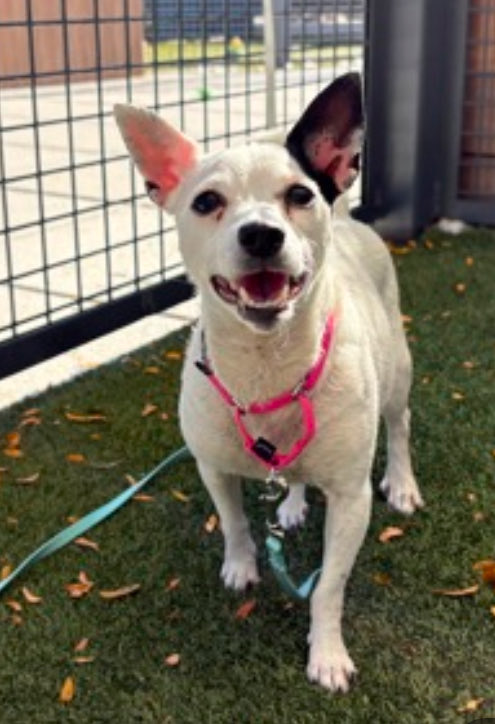 magalys_rios's tweet photo. New 🎥
HELP HER WALK OUT ALIVE 🎯KILL FOR FEAR BEHAVIOR ‼️
#Foster #ADOPT #Pledge
SENIOR girl #SirHenry #266019
9 yrs old 10 lbs stray
NYCACC Queens over 2️⃣0️⃣Days
Bio ⬇️
https://t.co/3JcwpLJvMX
#RESCUEonly➡️🆕HopePartner
DM @notthesameone2🛟





 https://t.co/ln8hZDuJnB
