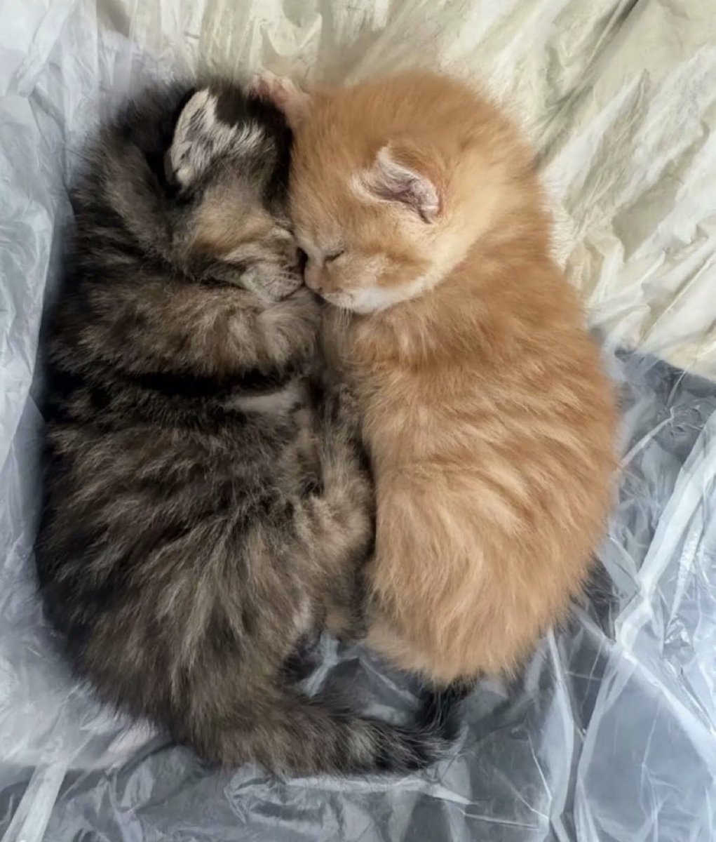 padfootlecter's tweet photo. "quando estivermos juntos vamos fazer muitas coisas!"

5 minutos na mesma cama e já estamos assim: https://t.co/ElebQeQoqb
