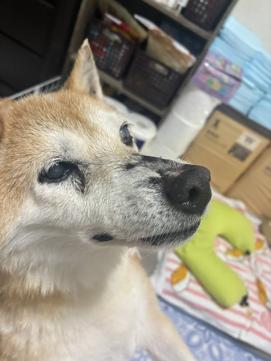 wan_mimi's tweet photo. 17歳5ヶ月ウチの子記念日
食べて飲んで出して寝る
私の腕の中で抱っこされてご満悦
ただ温かくいてくれたらそれだけでいい。 https://t.co/QD60svthJv