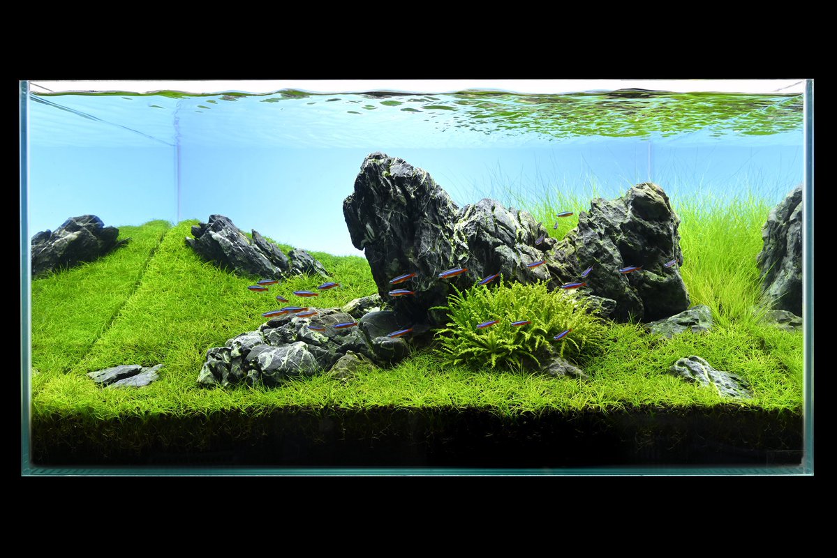 tomoakiueno0223's tweet photo. IAPLC2026
順位:182位
作品タイトル:草青む
水槽サイズ:60×45×30(㎝)
生体:カージナルテトラ

BUENO開業と制作期間が被ってしまい、今回は120cmではなく、60cm水槽で応募。
直線的な配石になってしまったのが反省点です。 https://t.co/KrjrOXglt0