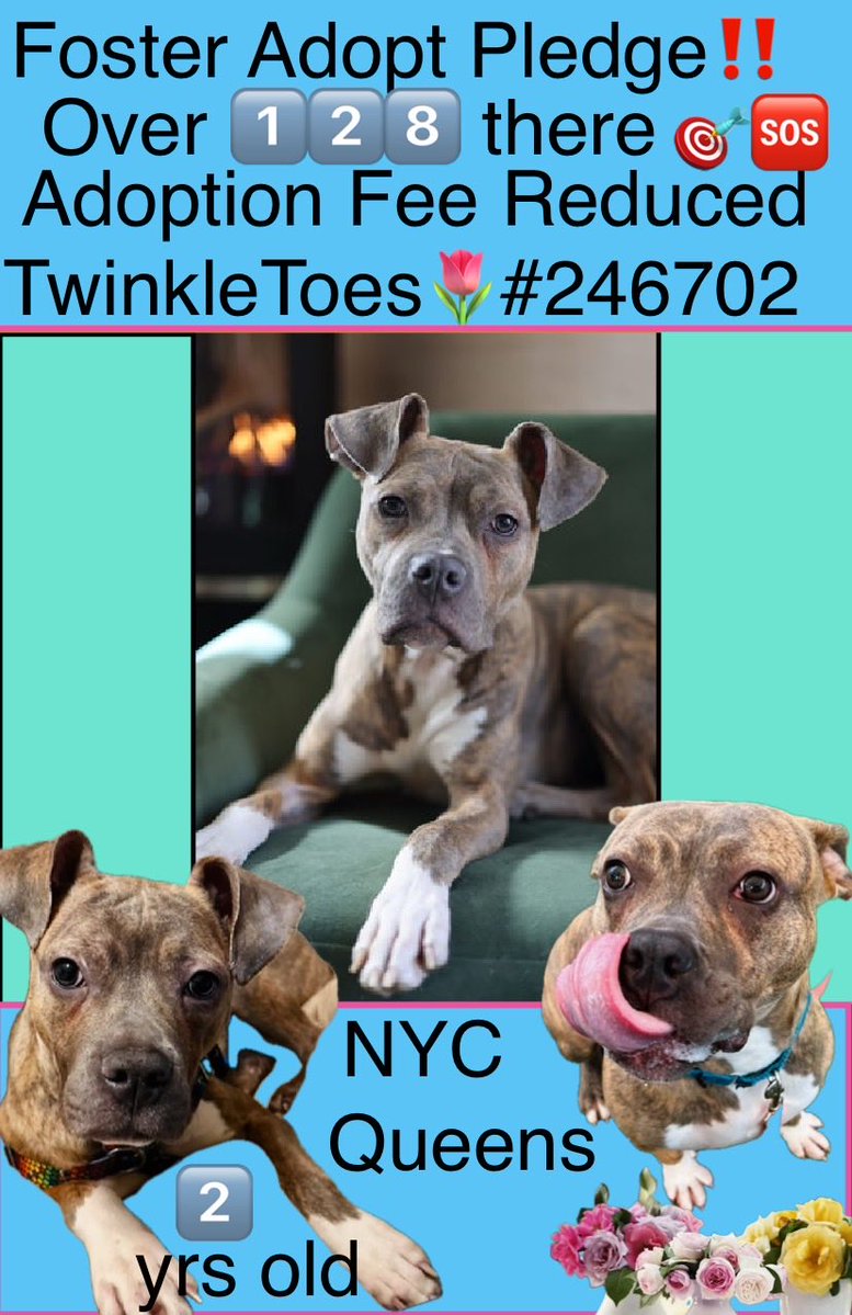 magalys_rios's tweet photo. Help her now 🆘 will be 🎯KILL soon
There over 1️⃣4️⃣9️⃣days‼️
#Foster #ADOPT #Pledge
Sweet girl #TwinkleToes #246702
#LongStay ADOPTION FEE REDUCED
Only 2 yrs old 💔 64.4 lbs
Queen’s NYC
Bio⬇️
https://t.co/RfRqQ21BtZ
DM @notthesameone2 🛟 https://t.co/ieUwBTZcym