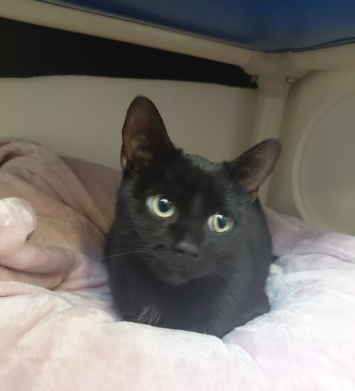 GuelphLostPets's tweet photo. SEEKING OWNER. Young black female cat with white patch on chest found near Forest St & Edinburgh Rd in Guelph on Oct 10. If she's yours or you have any info about her contact #Guelph Humane Society at 519-824-3091 or lostandfound@guelphhumane.ca (ID 2000495925) https://t.co/ovOzn4gGpE