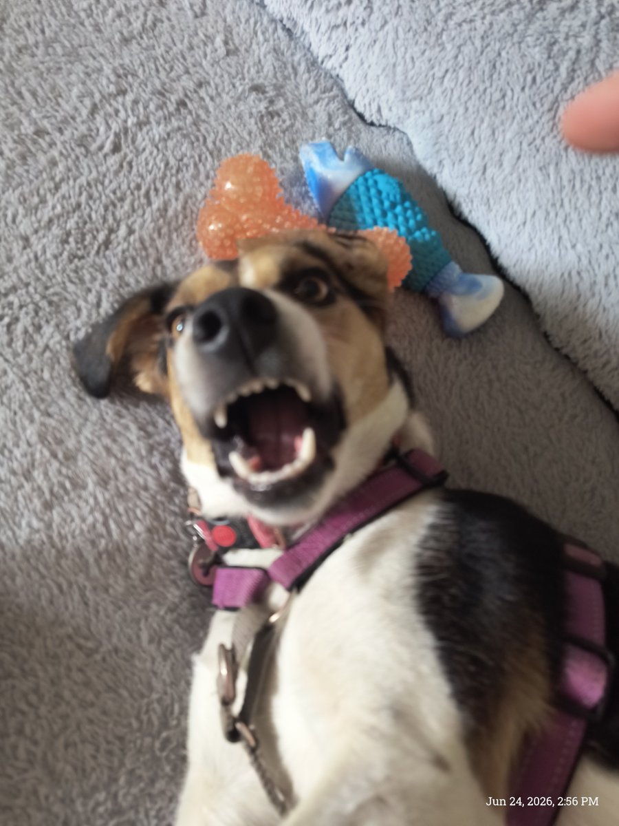 SterrBry's tweet photo. @beaglefacts @ddoggiesmommy Me a menace? How dare you https://t.co/901ujQuSSe