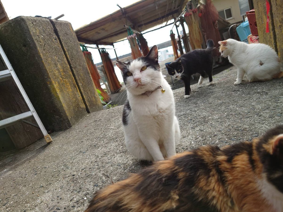 aoshima2020's tweet photo. 船がドックから帰って来たにゃ😻
また、皆さん会いに来てニャン(=^・^=)

#大洲市青島 #青島 #猫島 #瀬戸内猫島 #猫好き https://t.co/PRI8FSpRw6
