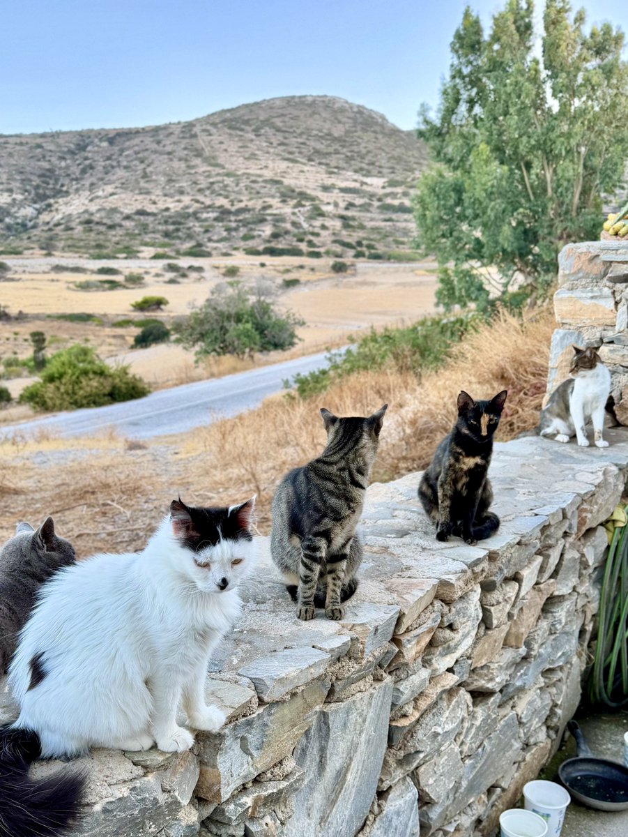 CatsofIraklia's tweet photo. Meet some of the Aegean #cats who live in the hilltop village cat colony by Mt Papas on this tiny Greek island where our kind volunteer Kia cares for them.
You can help the #Cats by making a small donation to fund vital veterinary and food. Purr! 
https://t.co/eBupPyi1fn https://t.co/7418W4rLWc