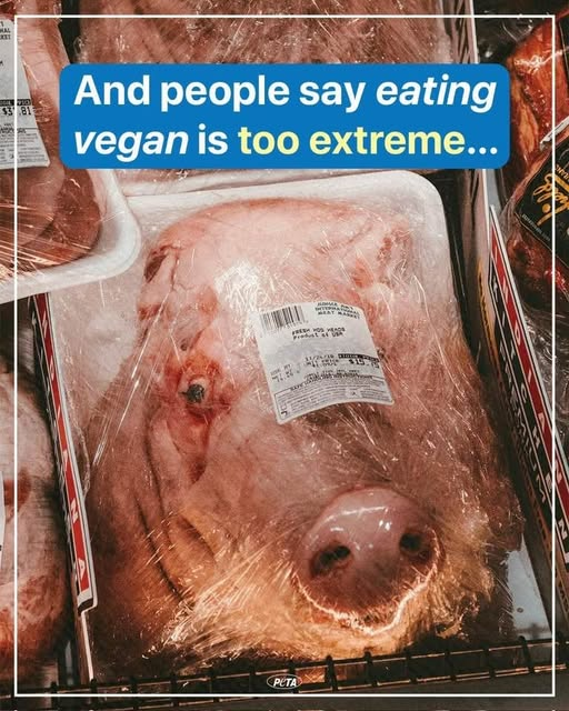 EllieCG11's tweet photo. Human cruelty never looked worse. https://t.co/wPFjoCpyCx