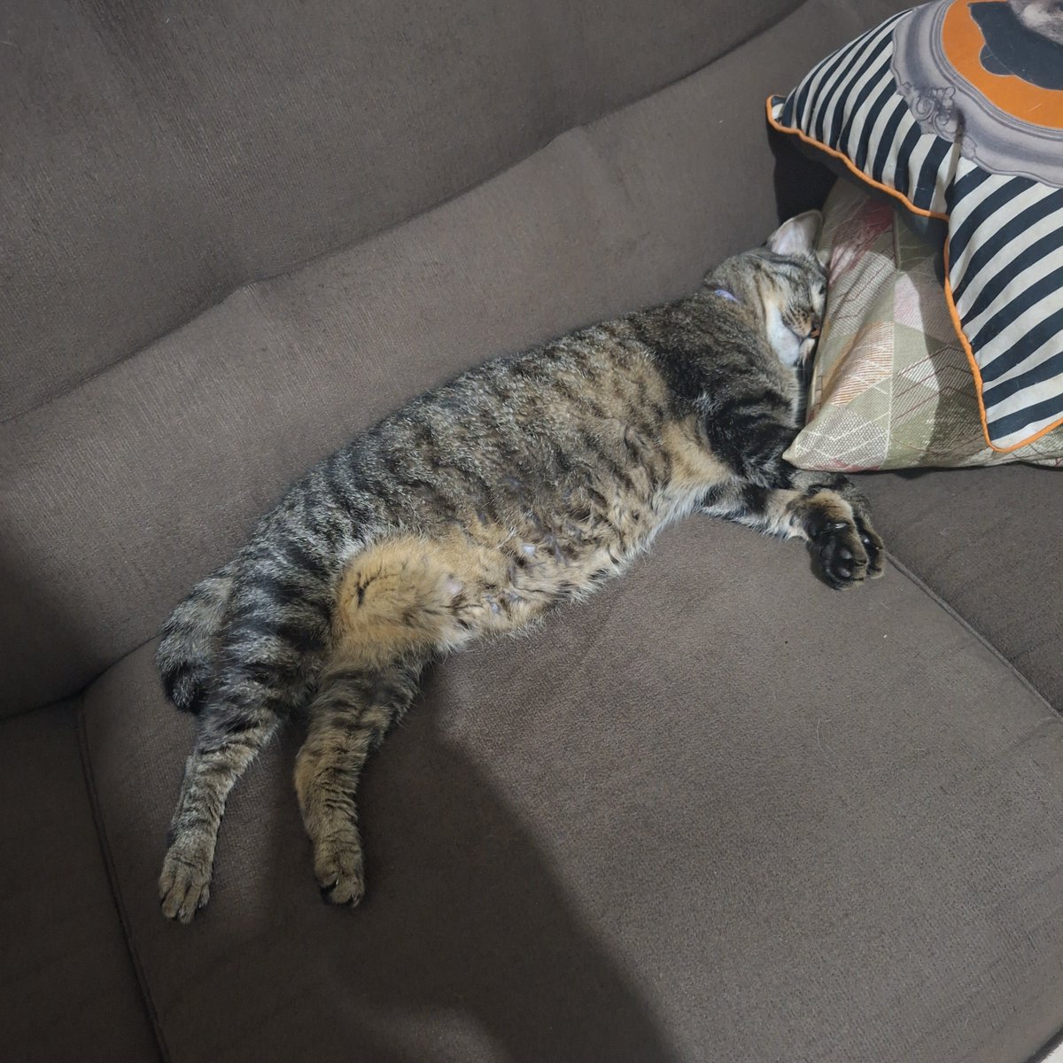 yoofoolish's tweet photo. se o governo lula é o governo da fome pq a minha gata está DESTE tamanho https://t.co/6uZDRD6yct