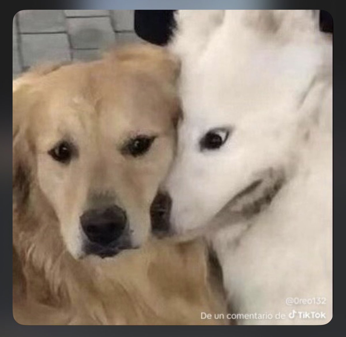 ToothpasteDog_'s tweet photo. @pawbbles … https://t.co/Nejwz3aze1
