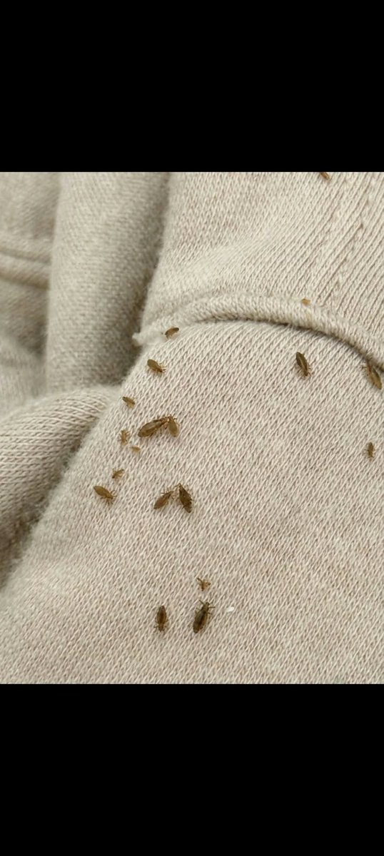 kyaracalista's tweet photo. kemarin aku sempet pinjem jaket temen nih pas kerja soalnya hawanya dingin bgtt, eh tau”pas di lepas kok byk hewan kecil kek gini yah, emg nya ini hewan apasih geli bgt aku liatnya😭😫 https://t.co/lJkRygcK9L