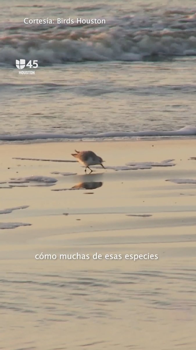 A small shorebird walks along wet sand at the beach with gentle waves in the background, with Spanish subtitles reading 'cómo muchas de esas especies' and a '45 HOUSTON' logo with 'Cortesía: Birds Houston'.