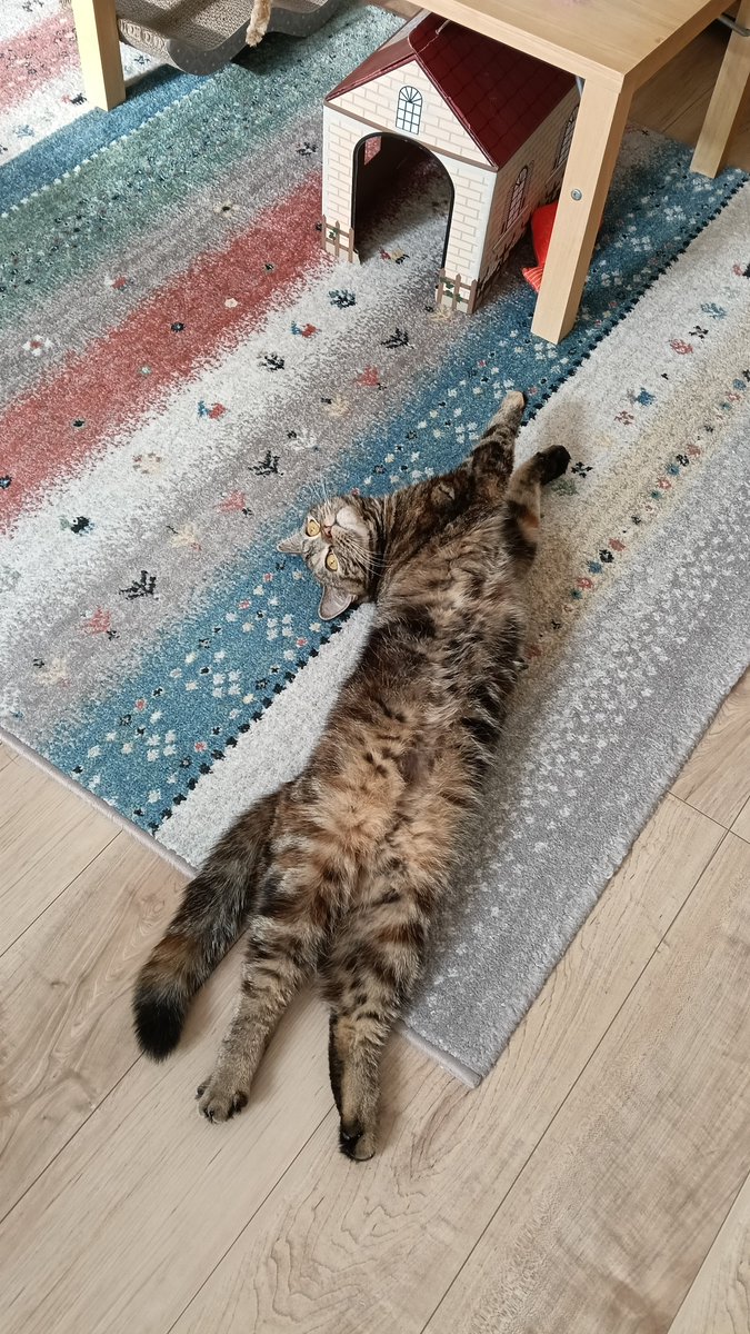 kinapon81's tweet photo. 床暖房ON 🔥

こむぎ、伸びすぎやろ！
そのうち猫の原型なくなるで🤣

まだ設定温度そんなに高くないんですけど…😂

#こむぎ #猫のいる暮らし https://t.co/9Tzewca73L