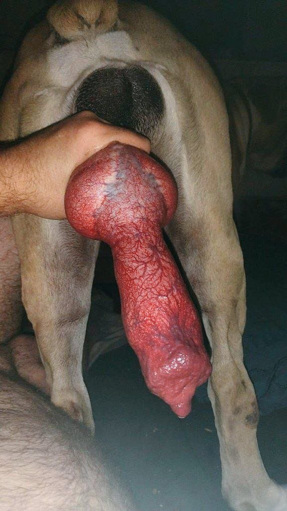 YuenHawk's tweet photo. You love dog dick.
You will pump for dog dick.
You will goon to dog dick.
You will worship dog dick.
You will suck dog dick.
You will be fucked by dog dick.
You love dog dick

#zoophillia #zoosarevalid #beastiality #dogknot #zooprideisvalid #zoophile #antizoo #antizoophileantizoo https://t.co/Y6W91oYfCm