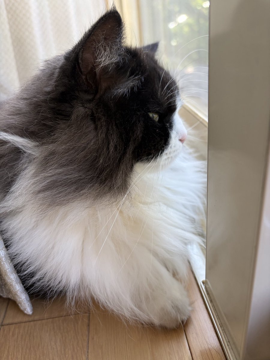 HwYosuke's tweet photo. ボンくんおはよう

#ねこ #猫 #猫のいる暮らし https://t.co/0wsoxHHqFz
