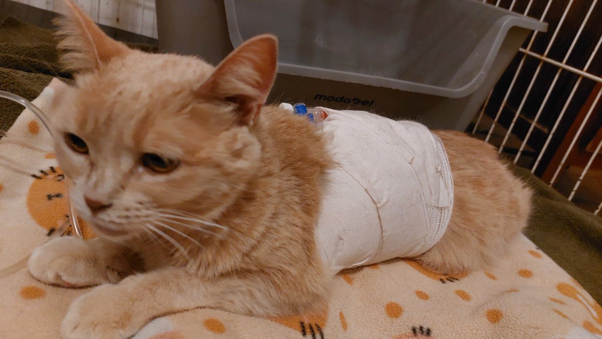 trashmagicc's tweet photo. actualización de ela: mi bebé está un poco mejor hoy, no le sacaron mucho liquido y pudo comer un poco. si bien lo recomendable es que siga internada por tema de costos si mañana sigue igual de estable vamos a poder traerla a mi casa y seguir+ https://t.co/VtGAI7BBIx