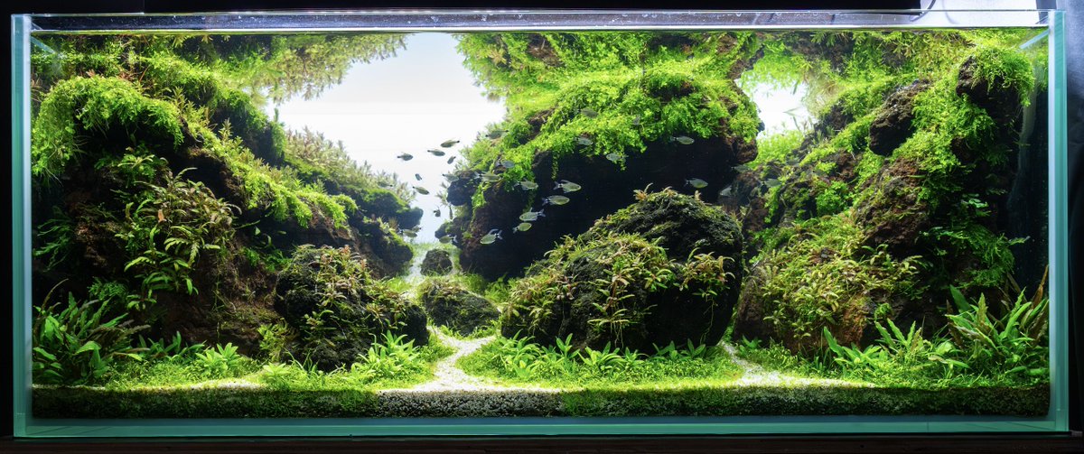 zuym6c's tweet photo. IAPLC世界水草レイアウトコンテスト
タイトル 翡翠峡
221位(佳作)でした!石組で自分なりのスタイルが出せたので気に入ってます☺️ 100位の壁は厚いですね!また魅力的な水景を作れるように頑張ります💪
#IAPLC
#IAPLC2026 https://t.co/NhIxANh9Hb