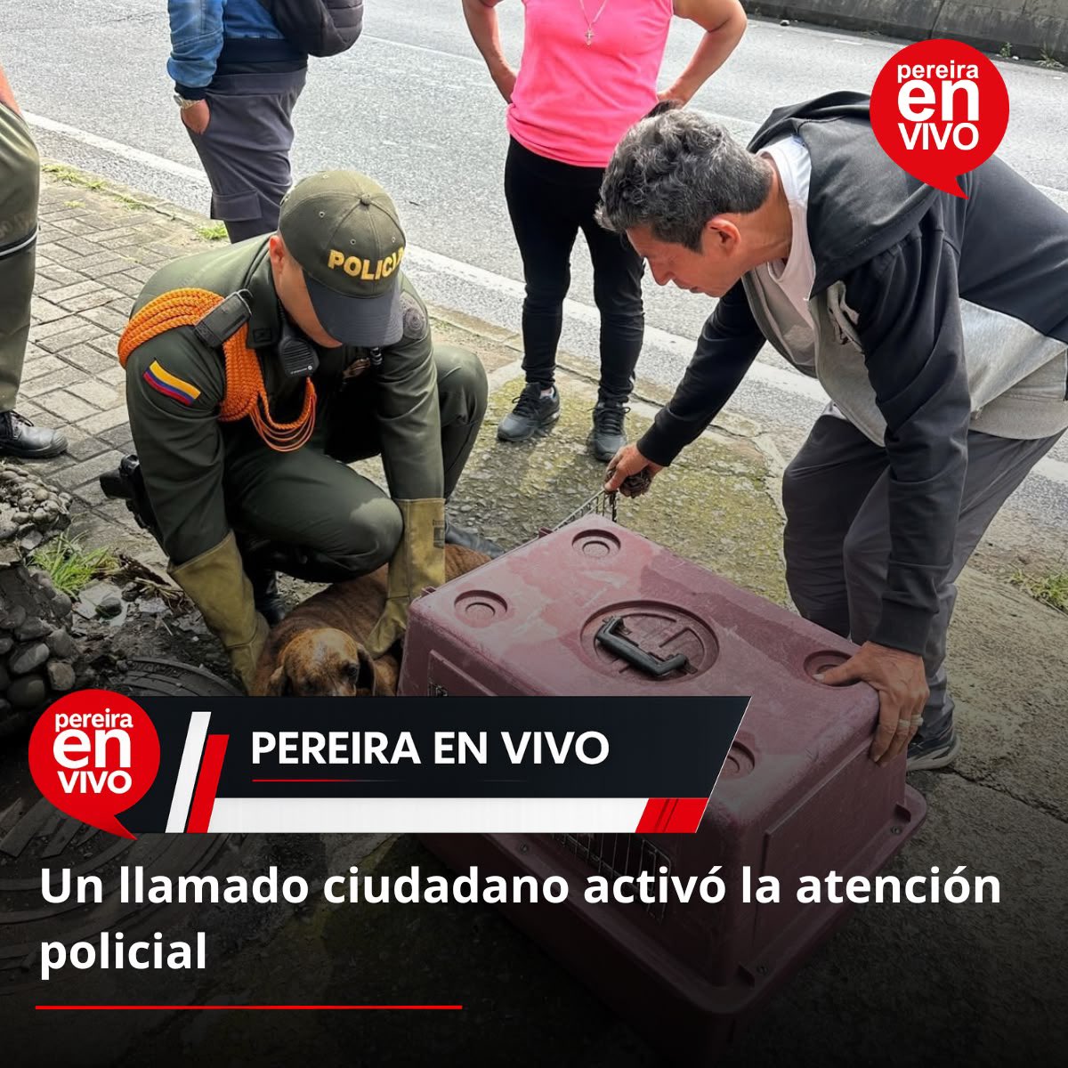 pereiraenvivo's tweet photo. P0LICÍA AUXILIÓ A UN PERRITO 4RR0LL4D0 EN LA VÍA LA ROMELIA, EN DOSQUEBRADAS

La alerta de un ciudadano permitió que uniformados de Carabineros y Protección Ambiental llegaran hasta la vía La Romelia, en Dosquebradas, para atender a un perrito en condición de calle que habría sido 4rr0ll4d0.

Tras verificar la situación, los policías coordinaron con la Protectora de Animales de Dosquebradas el traslado del animal para que recibiera valoración veterinaria y se determinara qué atención necesita para su recuperación.

El perrito quedó bajo cuidado del equipo veterinario. La intervención policial se activó gracias al reporte ciudadano, que permitió poner en marcha la ruta de atención para el animal. #pereiraenvivo