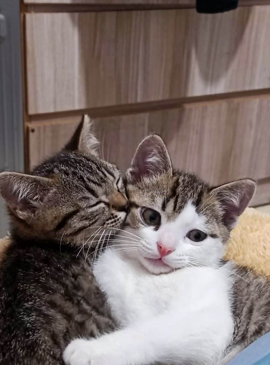 twaniimals's tweet photo. https://t.co/JHCdtCl2kF