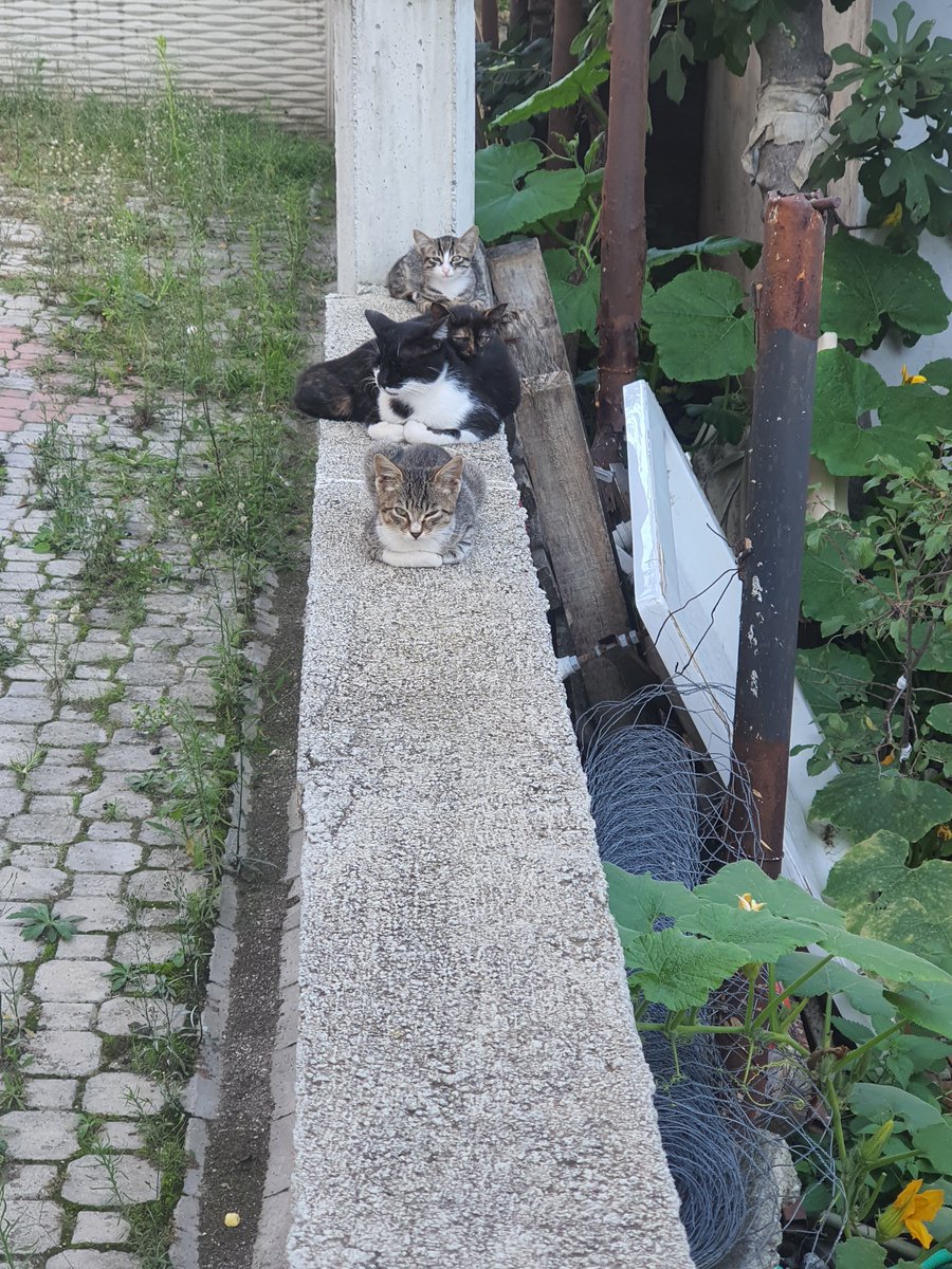 nazzkryl's tweet photo. Her  gecen gün büyüyen aile'm  😻
İsim bulmakta zorlanır oldum.
#SokakHayvanlarıSahipsizDeğil https://t.co/YT7jIjolIQ