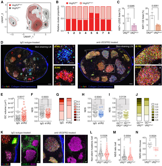 LabWaggoner's tweet photo. Lymph node lymphangiogenesis encapsulates activating germinal centers to constrain their size, which enhances clonal selection and protective antibody responses @ImmunityCP 
https://t.co/atX7MBQaMe @nyugrossman @theLundLab https://t.co/XjlGkeFILZ