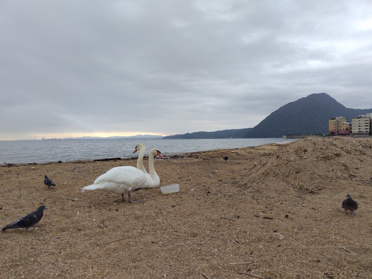 KK921127's tweet photo. 別府湾と高崎山、そして白鳥とそれに群がるハトポッポ。 https://t.co/Z3dZO15Xcf