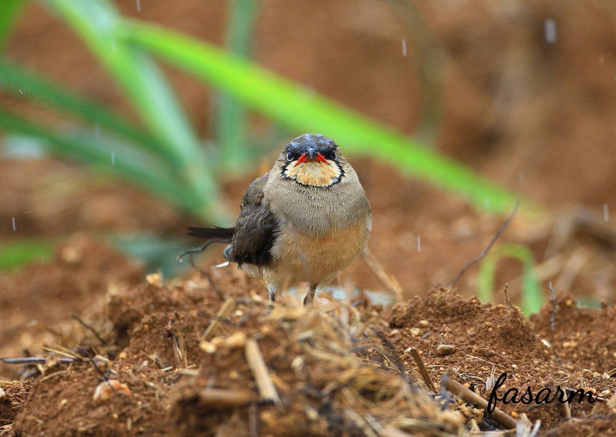 kxQSTsM53v6bQAw's tweet photo. 気ままに野鳥写真
ツバハチドリ
#野鳥写真
#ツバハチドリ https://t.co/5OeGBV0UH3