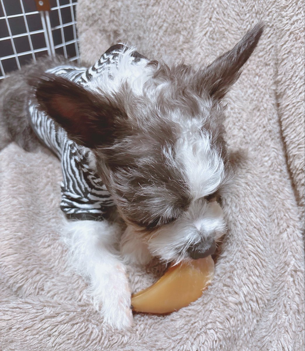 Jill_0502's tweet photo. 今日は飼い主学校だから今生の別れをイッヌとしてきた
がんばるね https://t.co/HwktdbOknw