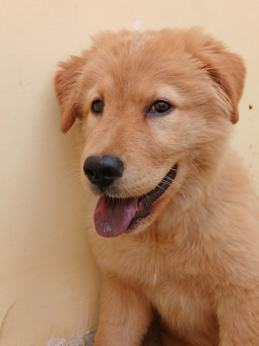 happydogs90's tweet photo. golden laugh 😍♥. https://t.co/eofd7jIDfw