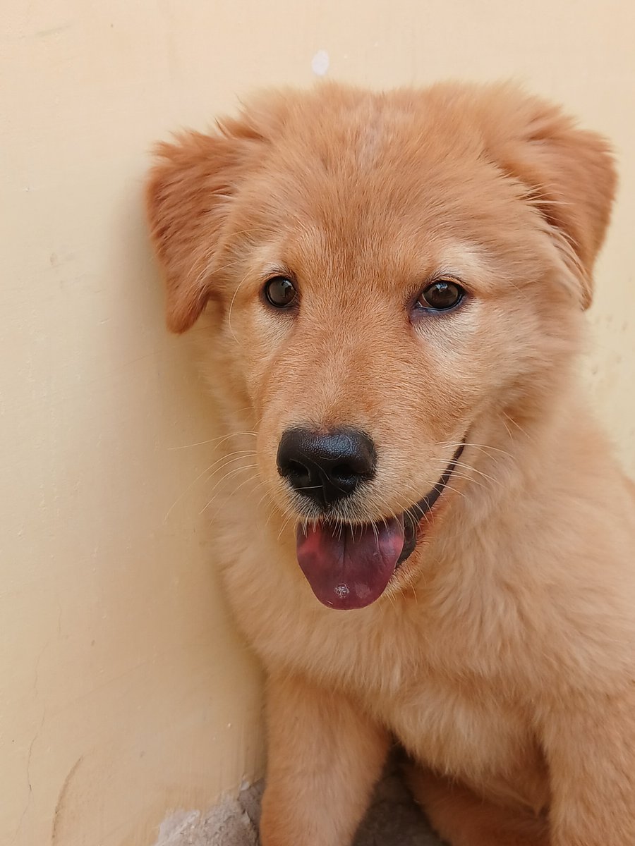 happydogs90's tweet photo. golden laugh 😍♥. https://t.co/eofd7jIDfw