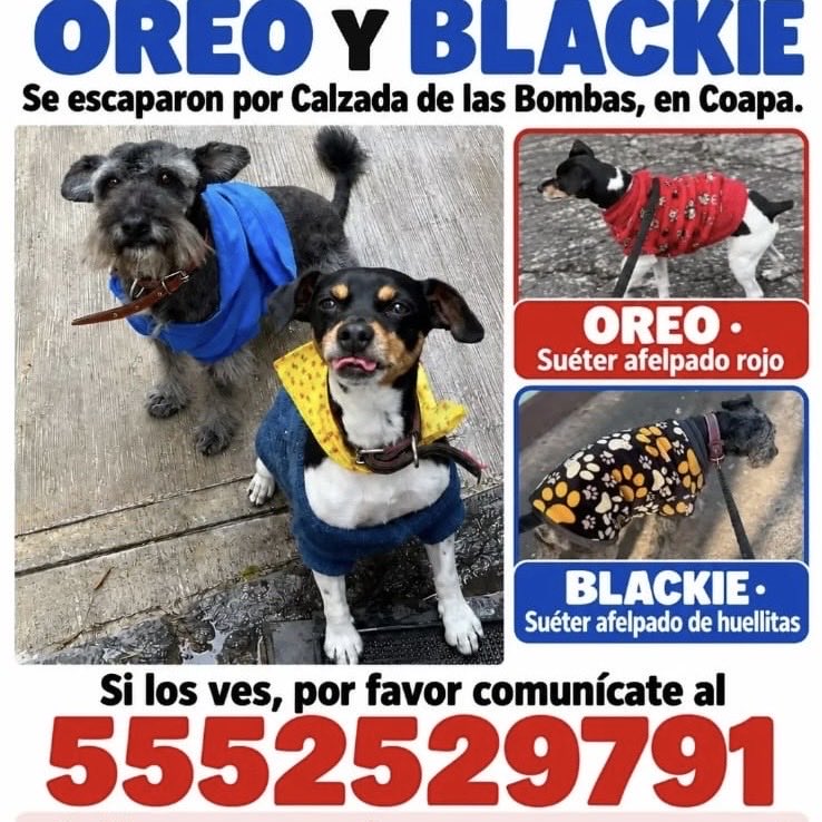 AlejandraVegaF5's tweet photo. Se buscan , los has visto? https://t.co/s7gzPglBn8
