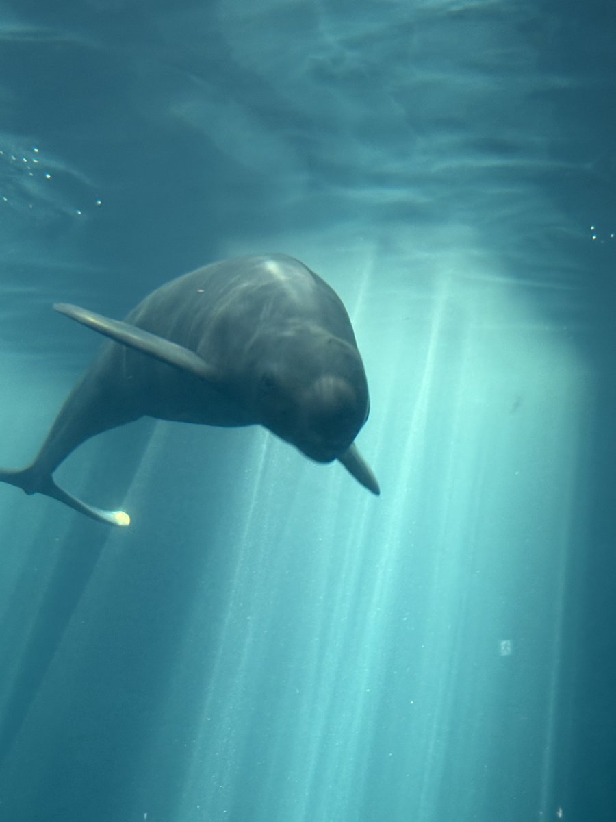 koltusori's tweet photo. 鳥羽水族館より。 https://t.co/NojokMyHX0