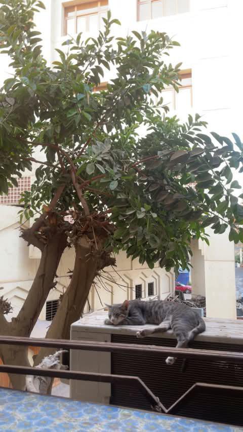 yomyom_xx's tweet photo. مشتاق وشايل الشوث ميهاد https://t.co/6T1SWlWPBR