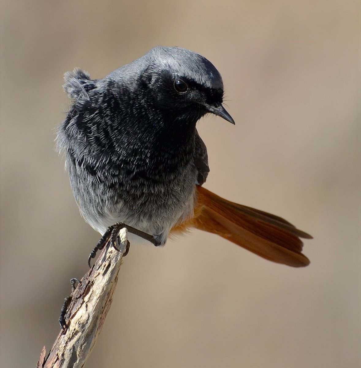 CarlBovisNature's tweet photo. This is possibly the most gorgeous individual bird I've ever spent time with and photographed, a stunning male Black Redstart! 😍
 Taken a few years ago at Brean Down in Somerset. 😊 https://t.co/tiOGHG2ax9