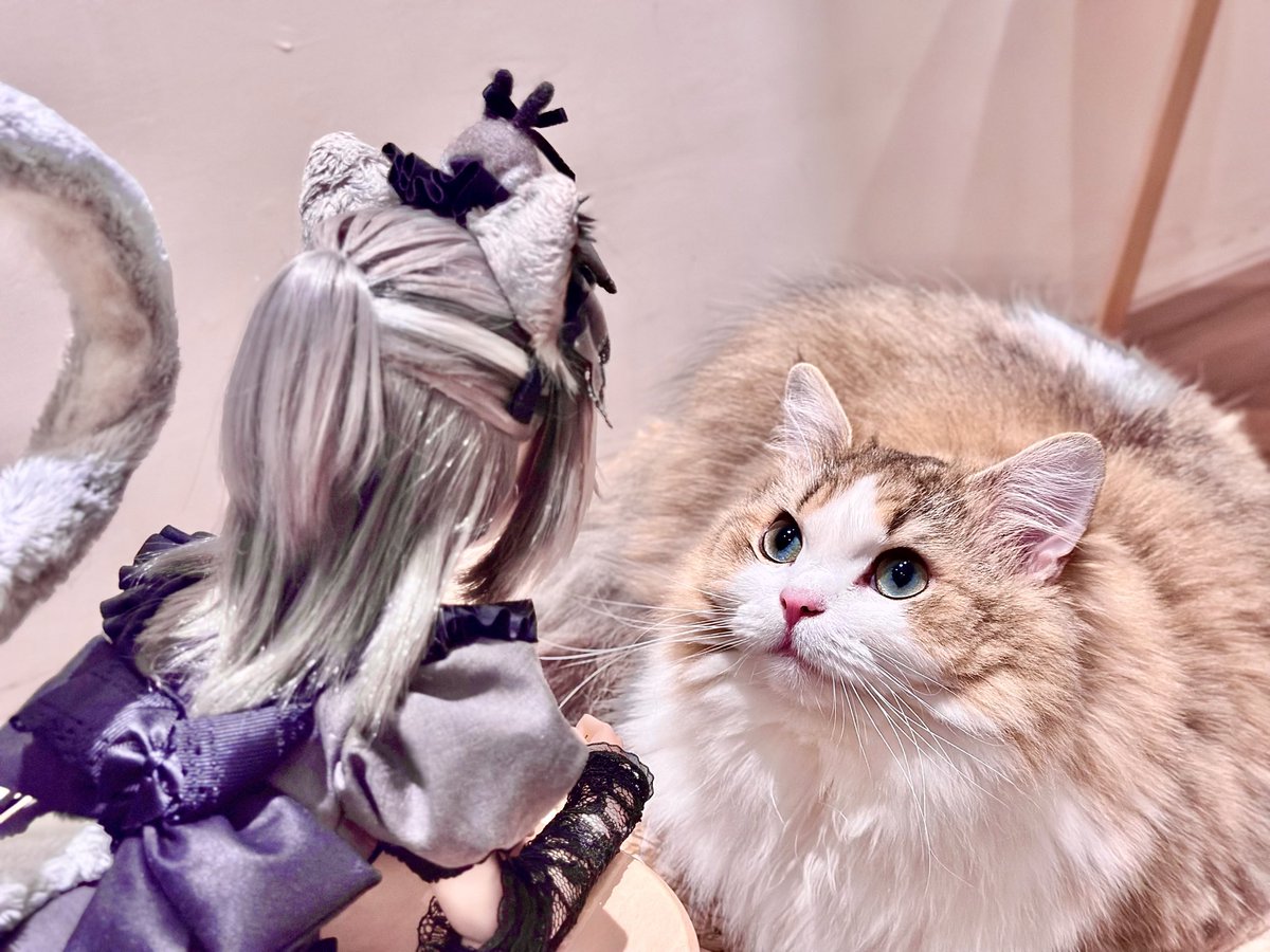 ruinu20's tweet photo. にゃーにー？

#歛愛研究員
#おはドル
#ドールオーナーさんと繋がりたい https://t.co/NzX9VgFFdT