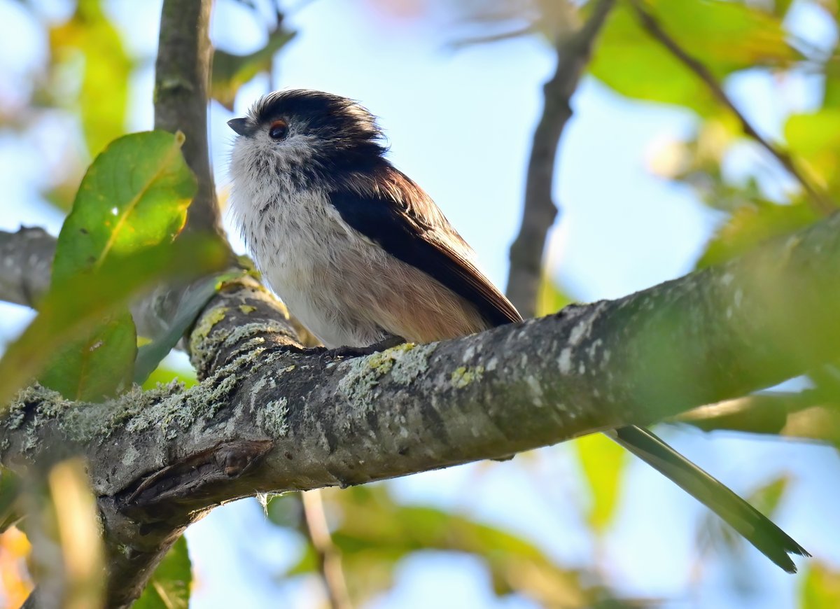 CarlBovisNature's tweet photo. Long Tailed Tit at RSPB Ham Wall last weekend.... love these birds! 😍😊🐦 https://t.co/KctaxfS8Wc