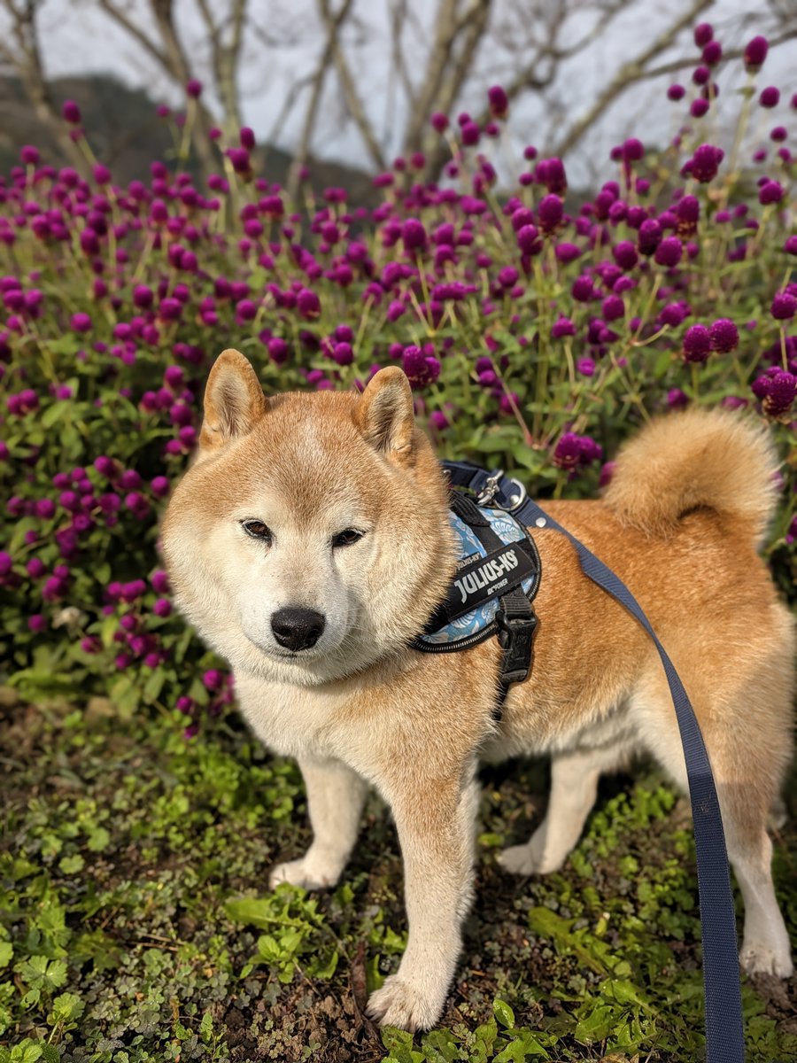 ekoron3's tweet photo. 🐾おはようワン🐶

朝散歩途中でパチリ📸 https://t.co/Dm0sFKgC1X