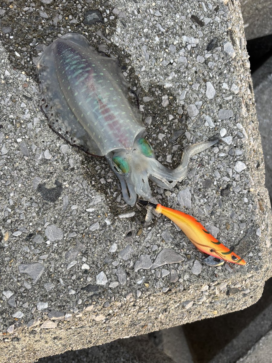 avavelevy's tweet photo. 今シーズン初のエギングは初めての佐賀関へ…🎣
この時期にしてはまあまあ良いのが釣れた

しかし人多いな〜！入れそうなところ1ヶ所しか見つけられなかったから短時間釣行になりました🦑 https://t.co/cKJwuEf6gC