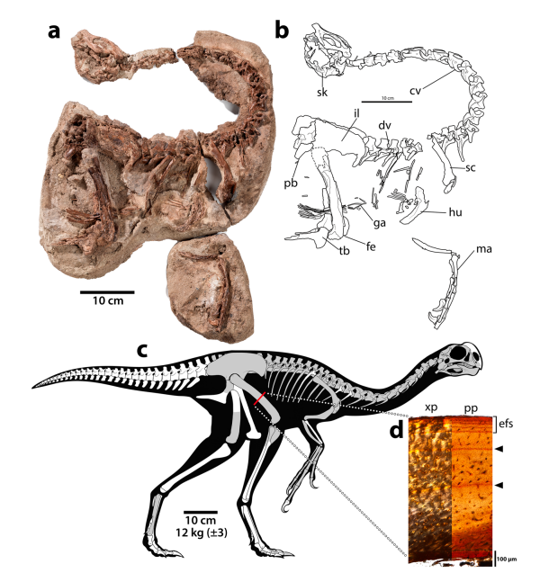 Fang83768513's tweet photo. Hot off the presses! Infernogallus jamesi, one of the most complete Oviraptorosaur from North America, found in the Hell Creek formation, that shows fruit-eating adaptations
https://t.co/O48uSrk6he https://t.co/ZCWKt6eXsh