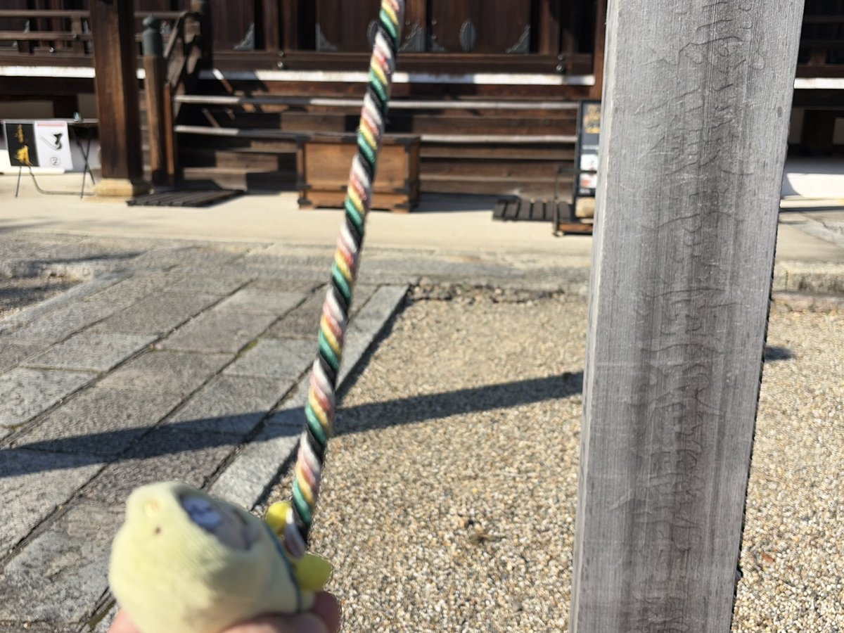011transel's tweet photo. かめさんを見失しなったことをご本尊様へ全力でごめんなさいしていたら、まめちゃんが「かめさん「きにしてないんでみつけたらまたいっしょにスイーツにつれていってくださいね」っていってたよ」と。

待って、かめさんいるの？！

(•́.•̀)「イマジナリーのときおはなししてる」

そうなのね… https://t.co/PnoFbD3L5e