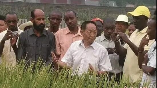 gawchung's tweet photo. 1960年代，湖南安江农校的普通教师袁隆平发现，有的水稻天然杂交后籽粒特别多、优势明显。当时主流观点认为水稻是自花授粉作物，杂种优势很难利用。他偏要试。
关键难点是：怎么大规模生产杂交种子？他提出利用“雄性不育系”（母本不育，只能接受外来花粉）。从1964年起，他和助手拿着放大镜，在稻田里一株株找天然雄性不育株。几年里走了二十多个省，行程上万里。试验多次失败，秧苗甚至被人拔掉，他从井里捞回几根继续种。
1970年，团队在海南找到一株关键的野生稻雄性不育株（后来叫“野败”）。有了它，不育系、保持系、恢复系终于配套成功。1973年三系配套，育成第一个强优势杂交水稻。1976年起全国推广，比普通水稻增产20%左右。
后来他又推进两系法、超级稻，亩产不断突破。杂交水稻在中国大面积种植，也推广到多国，帮助提高了粮食产量。袁隆平本人长期下田，几十年如一日。