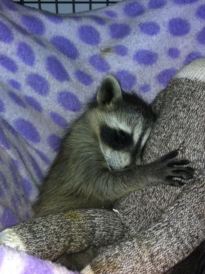 Thrashes12's tweet photo. Goodnight guys! (finished a movie now i'll try to sleep) 🦝💤💤💤 https://t.co/cxk0cCTbRX