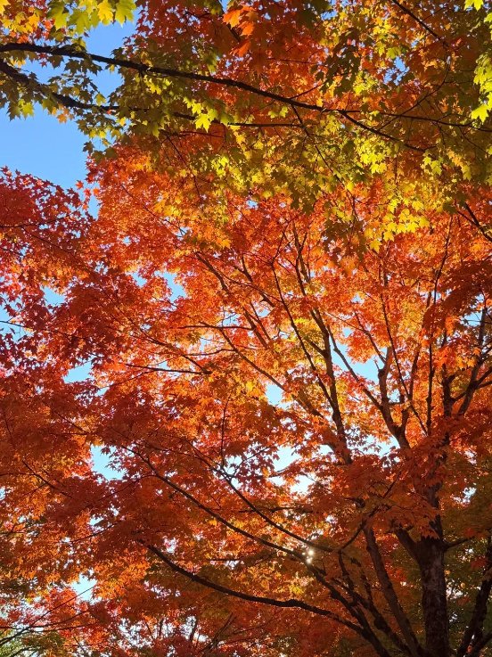 Oat_Milk_125's tweet photo. 🍂 Fall in Seattle doesn’t arrive all at once. It comes with cool breezes, colorful leaves, and golden sunlight filtering through the trees. 🍁 Just me, a quiet walk, and a little moment to soak it all in. 🤎✨
#SeattleFall #AutumnVibes #LittleMoments https://t.co/LSJIH8779g