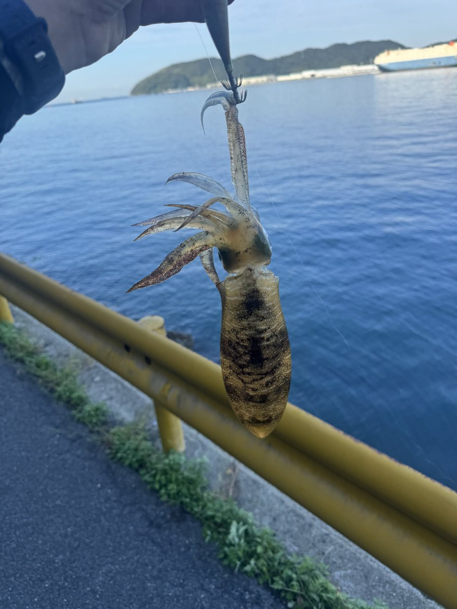 kan_318's tweet photo. アオリイカ！
きてくれました😀🙌✨
嬉しい🤣🤣！！！！！！！ https://t.co/KYOxhM3HYG