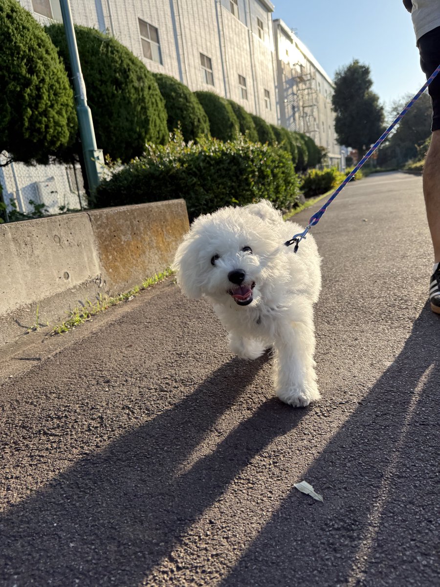 DensukeIde's tweet photo. 朝、5kmのお散歩しても疲れ知らずで走り回る....
#ボロビション #ふくのすけ #fukunosuke https://t.co/Pzz9GfBJl8