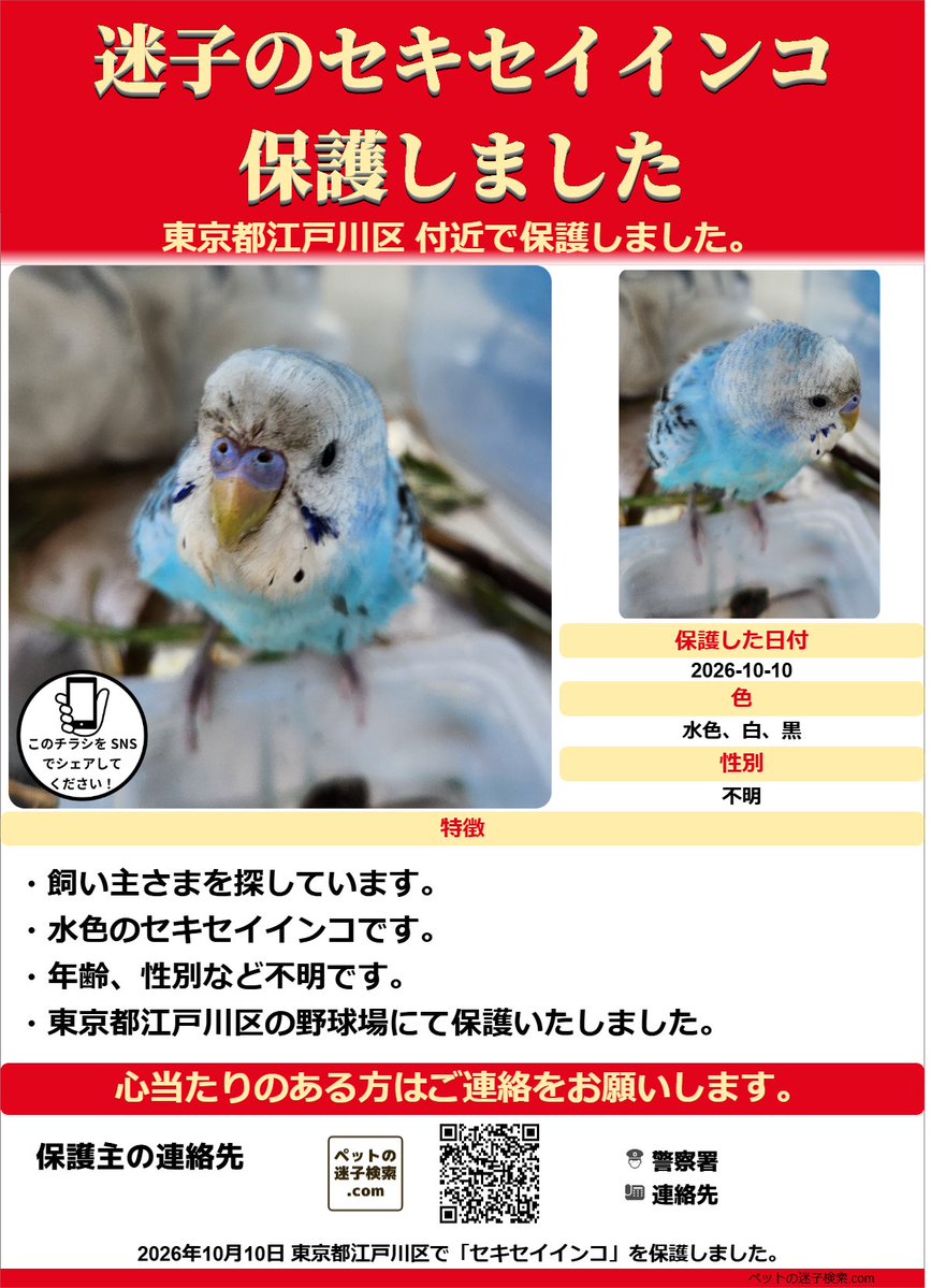 maigokensaku's tweet photo. 以下内容をSNSで拡散させていただきました。

https://t.co/GYABrQlg6k

勝手ではございますがチラシを作成させていただきました。
よろしければご利用ください。
飼い主さまに再会できることをお祈りいたします。

#迷子 #鳥 #迷い鳥 #迷いインコ #保護 #目撃 #東京都 #セキセイインコ https://t.co/h1QQpUSh9B