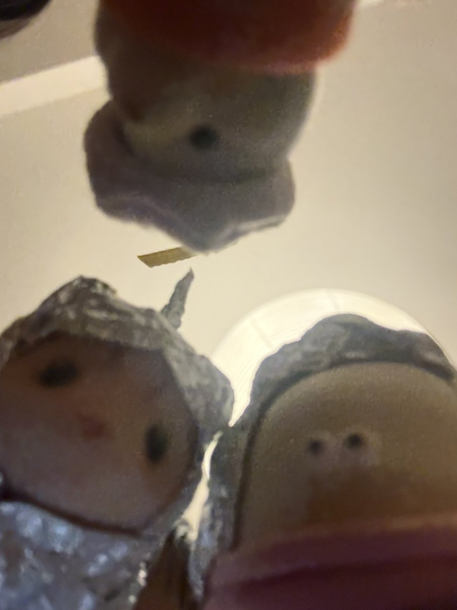 saurus_Tyra's tweet photo. 友達の家ワクワクハウスになってたから、虎の赤ちゃんに宇宙服プレゼントして来た。 https://t.co/X0bq0DQ5V5