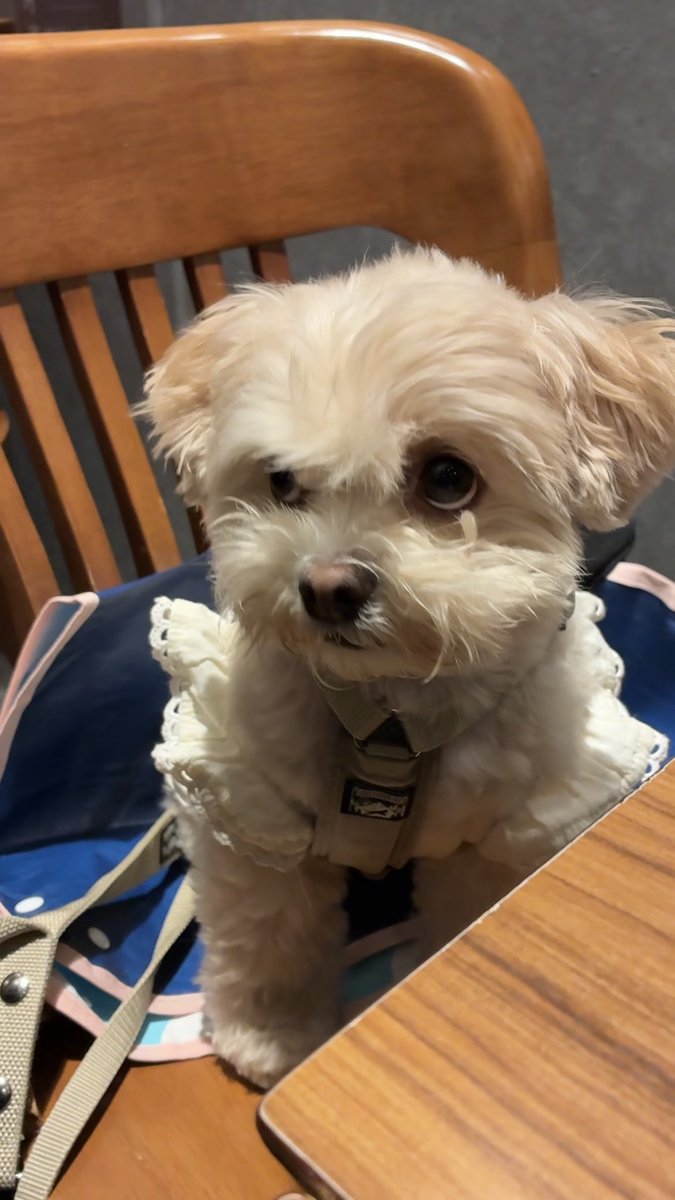 MONKEYWOOOOO's tweet photo. 『ウーの  おやすみのひ  にっき』
10がつ11にち(みち)
おでかけした！おいしいの たべた！
もっとたべたい… https://t.co/w4hydGkXoH